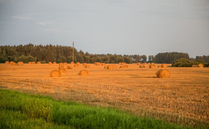 Поле, зерно