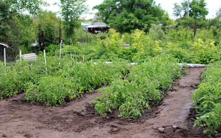 В России запустят новую дачную амнистию