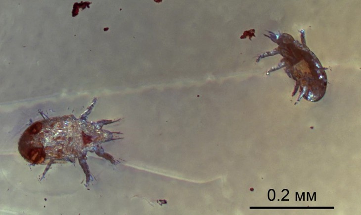 Древние клещи, найденные в янтаре, помогли прояснить ход эволюции