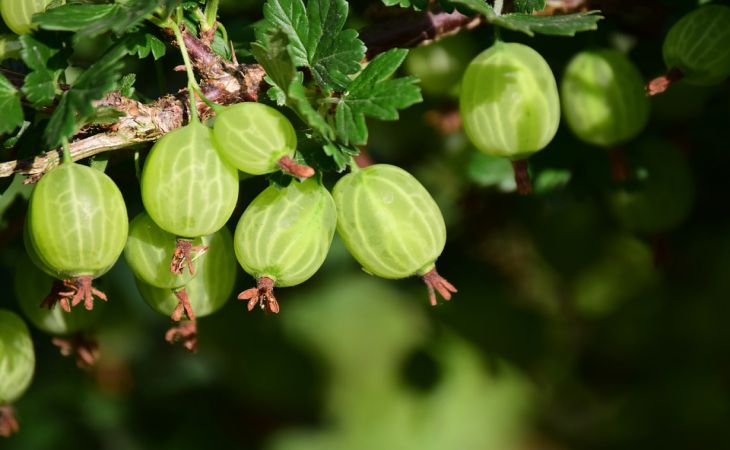 Как пересадить крыжовник: ошибки, из-за которых не будет урожая