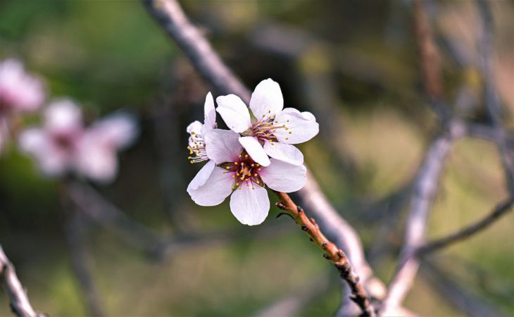 6 советов по поводу выращивания саженцев плодовых деревьев