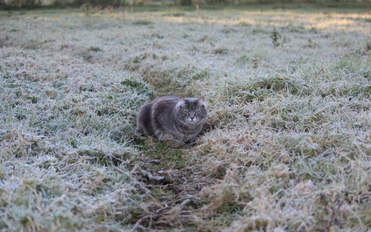 кот в херсоне