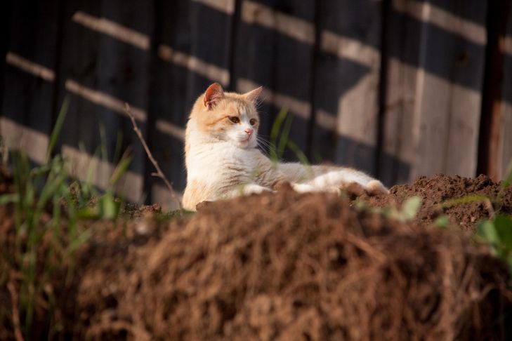 корм