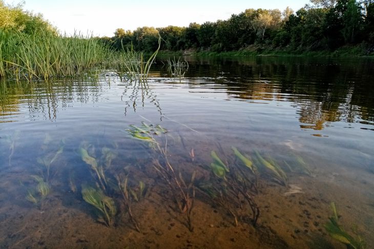 Река Водоросли