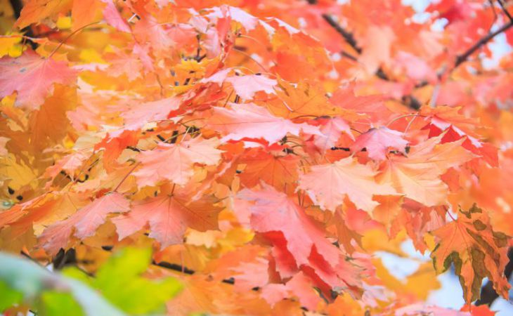 Осень, листья