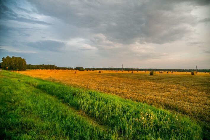 Поле