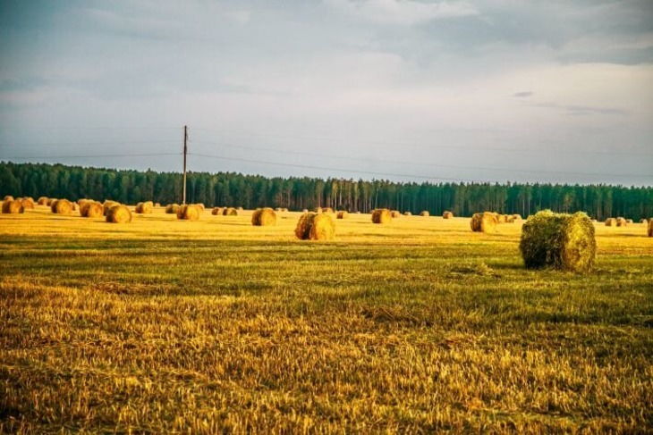 Поля поля дзен