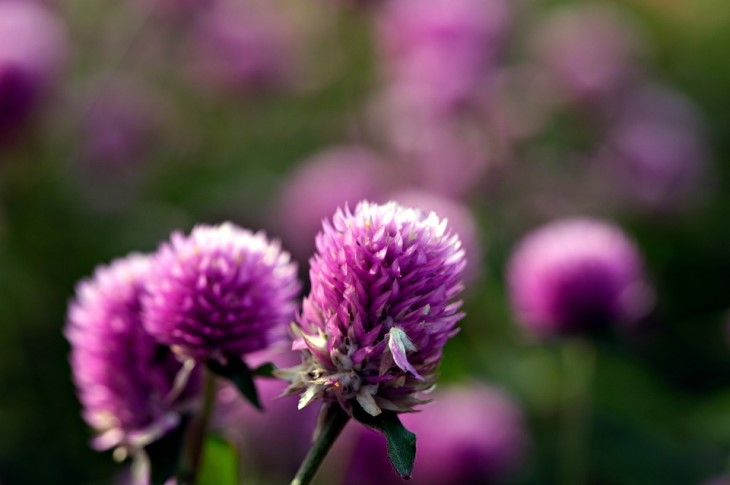 Globe Amaranth С†РІРµС‚РѕРє