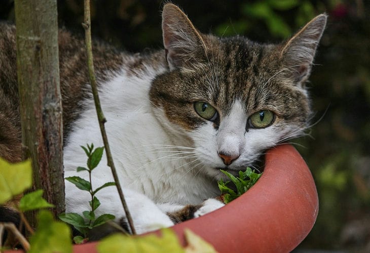 Цветы, кошка