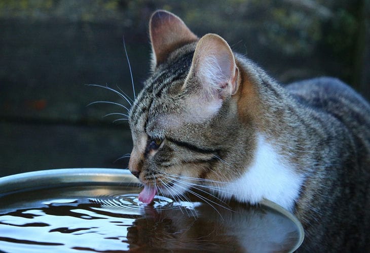 Кот, вода