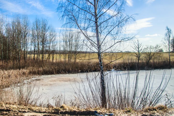 деревья, вода