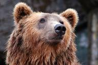 Россиянин перепутал родственника с медведем и застрелил его