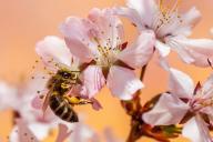 Пчела, цветы, природа