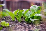 4 эффективных способа превратить заросший дерном участок в чистый огород