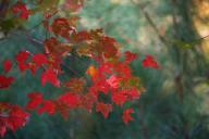 Дерево Листья Осень