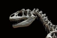 Кости динозавра 