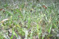 Замерзшая трава 