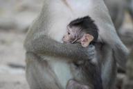 Воздействие дыма на беременных самок обезьян сказывается на детенышах